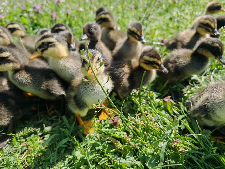 27 puișori de rață măcănitoare/românească