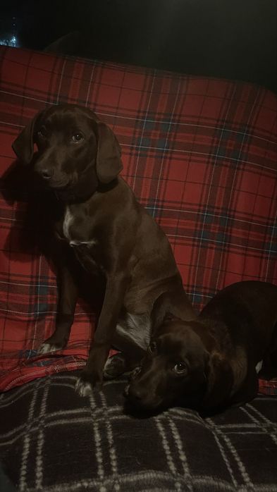 Продам собак породы Курцхаар