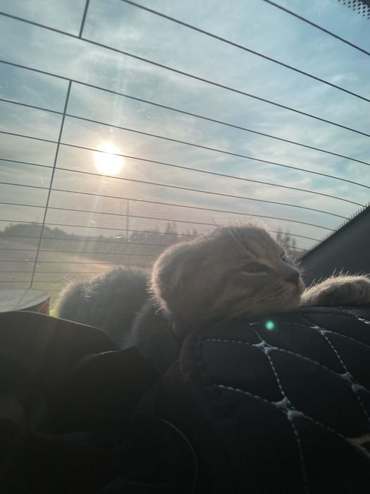 Кот отдам за шакаладку