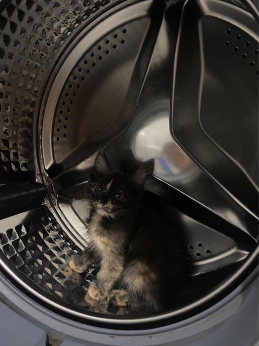 отдам котенка в добрые руки
