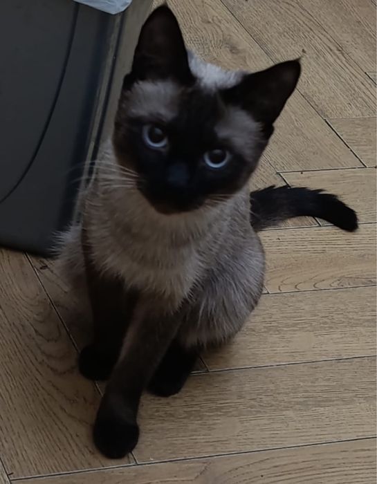 Нашелся кот , котенок