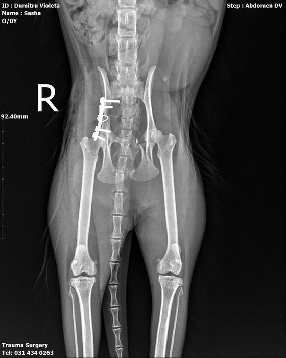A doua sansa pentru pisicuta Sasha!