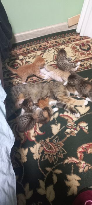 Отдам котят в добрые руки