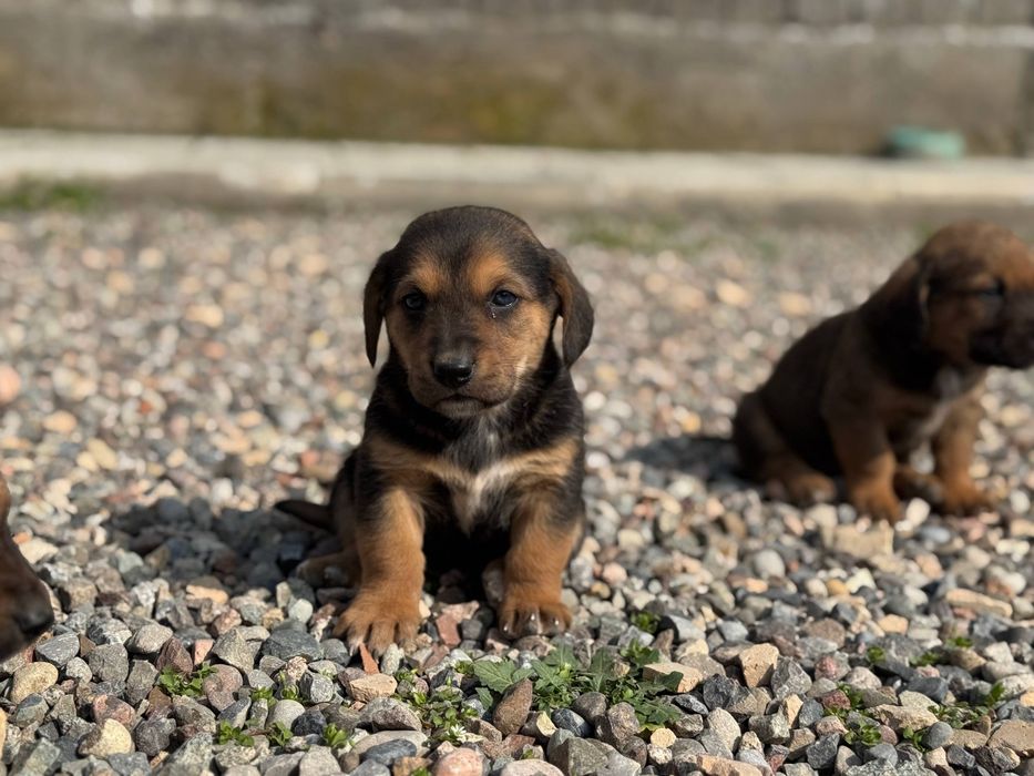 Щенки Бассехаунда 1.5 месяца (с помесью)