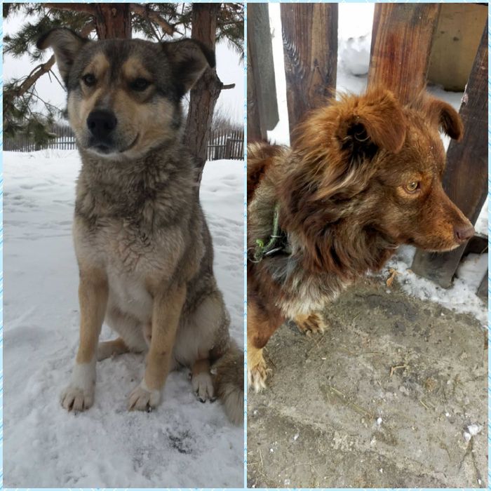 Успей забрать свою собачку!