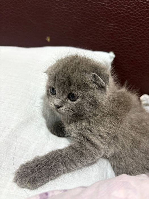 Вислоухие котята