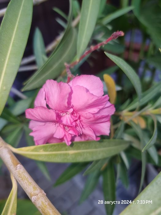 Продам большой  олеандр