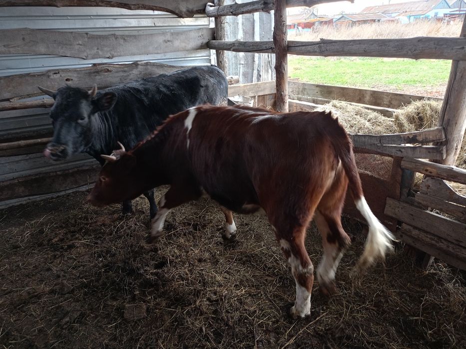 Продам годовалых тёлок