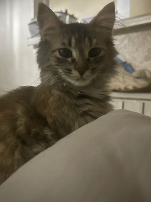 Продается кошка.1500тг