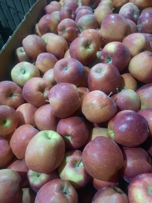 Яблоки Американка, Айдарлет, Апорт оптом