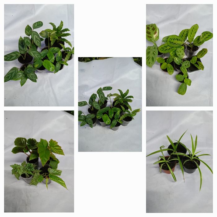 Продам цветы комнатные