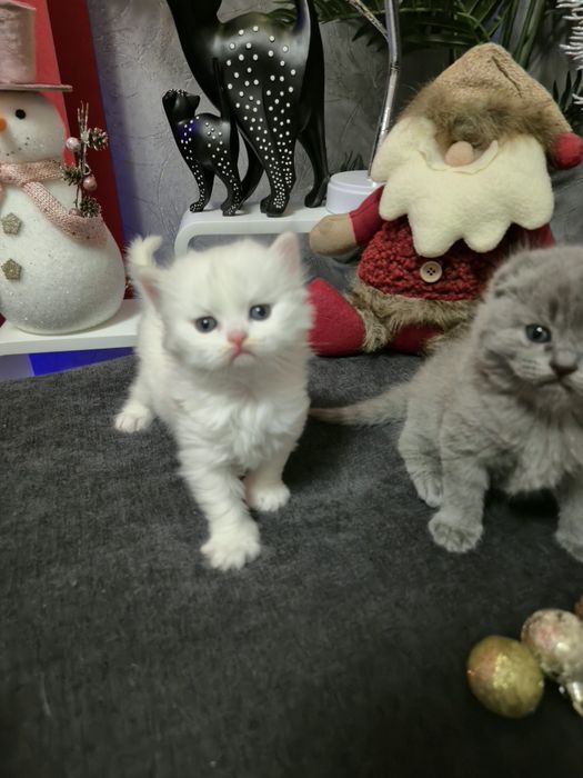 Шотландски котенца