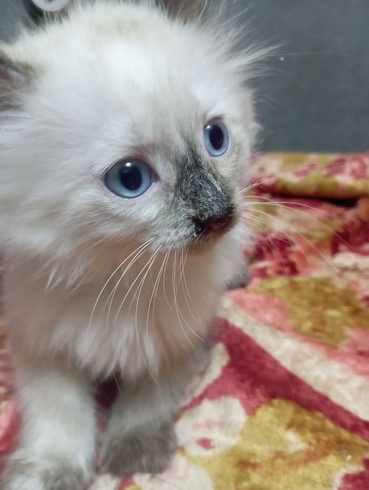 Отдам кошечку, белая