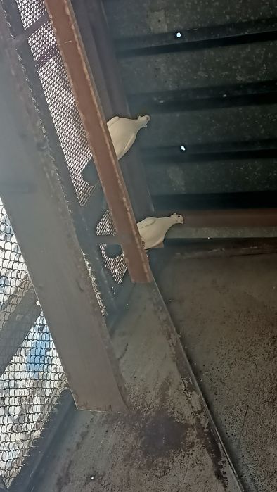 Продам голубей продам