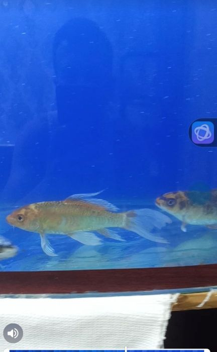 Rangli koya baliqlar