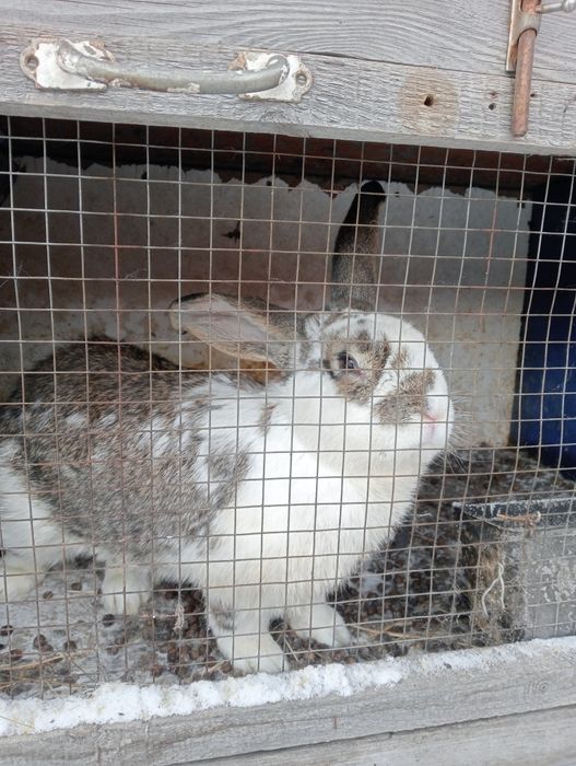 Кролики продаются, от 2.т.тенге