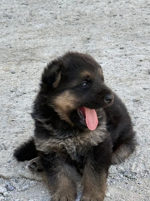Щенок немецкой овчарки