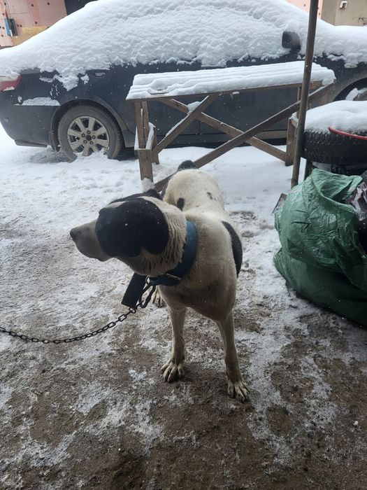 Таблетка годовалая