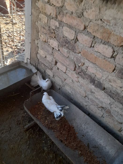 Porumbei curcănași pereche