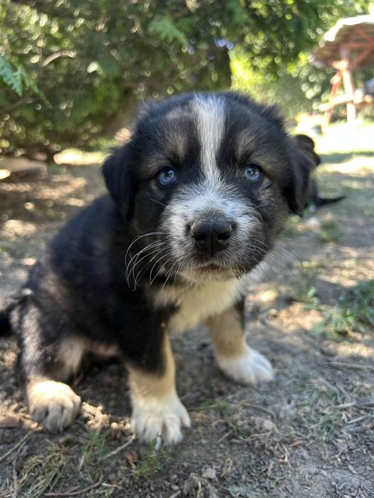Donez cățeluși frumoși și jucăuși spre adopție