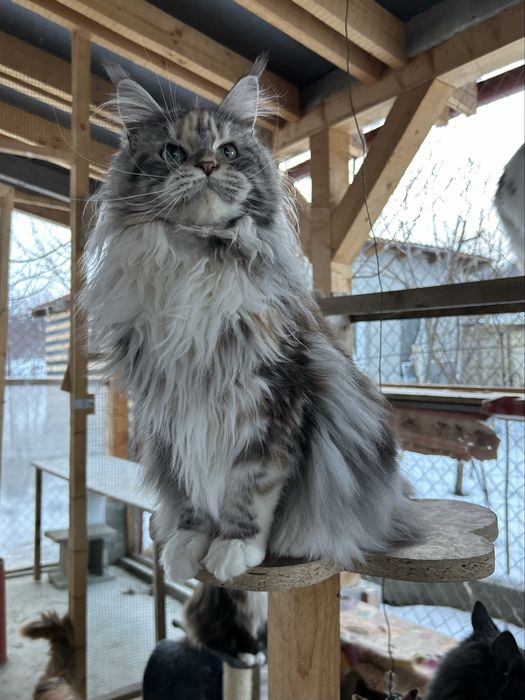 Puiut maine coon felisa autorizata