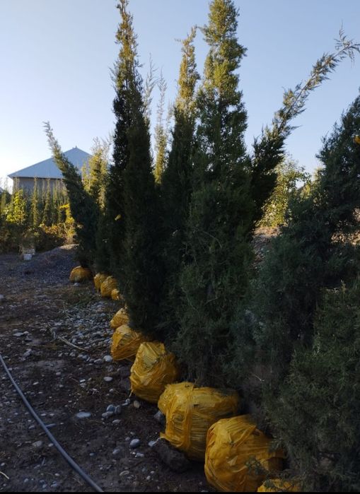 Ёлки. Можжевельник посадочный материал