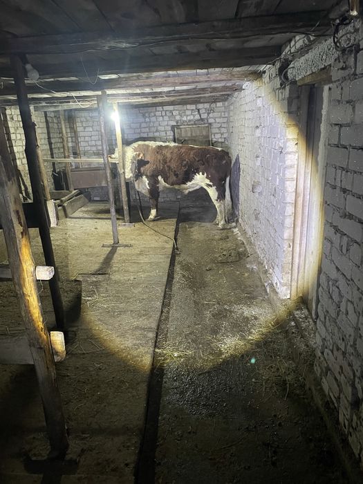 Ак бас тұқымды бука сатамын!!!