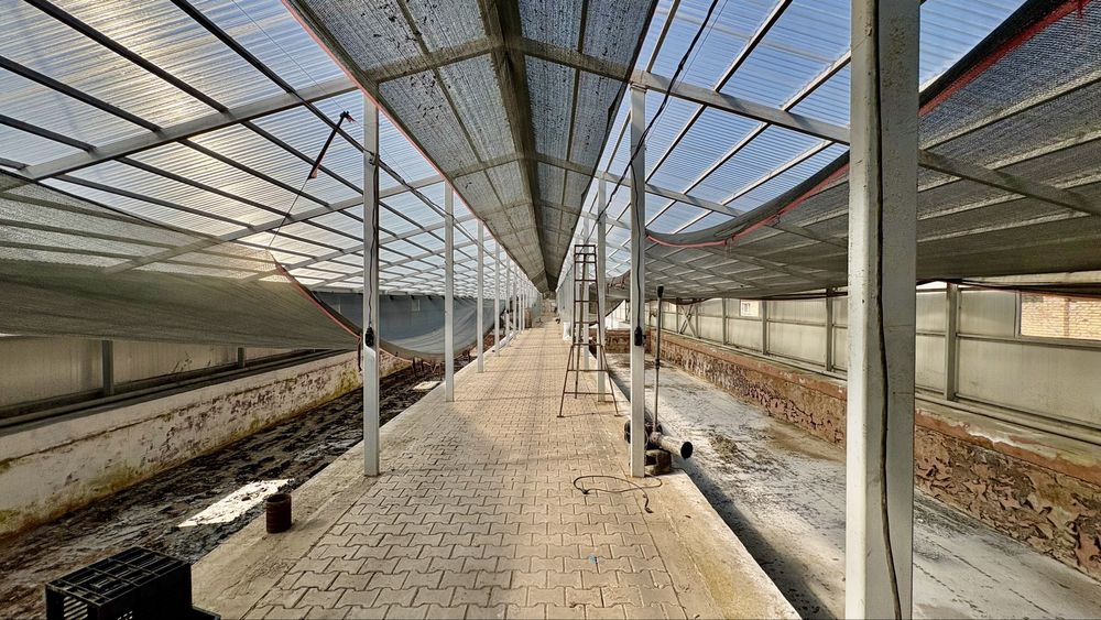 Яблоневый сад 51га