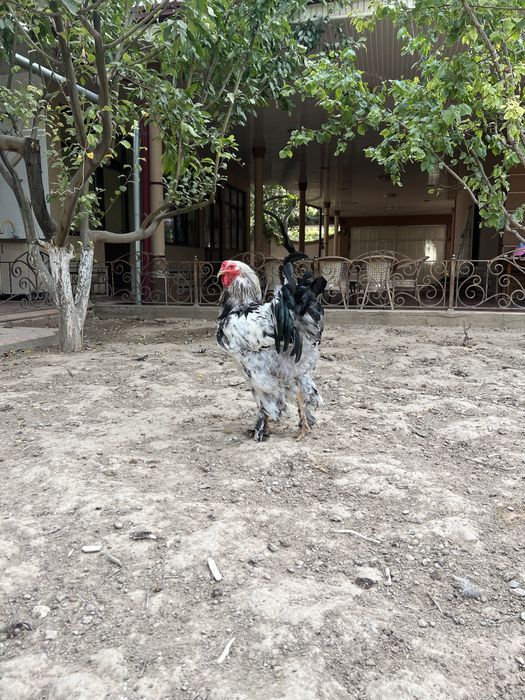 Элитные Брама - чистопородные, крупные экземпляры