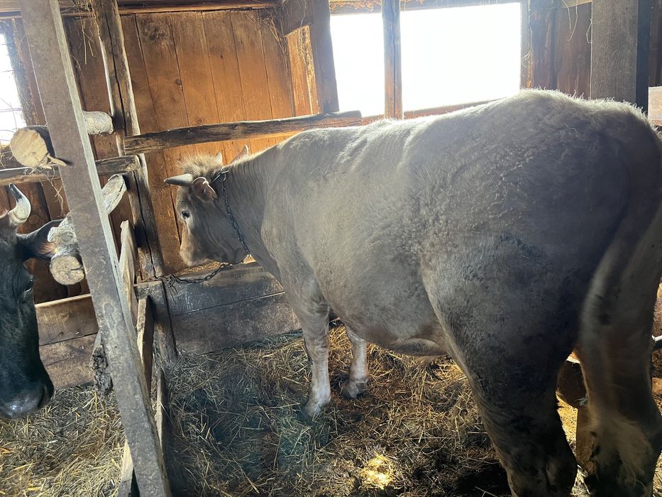 Продам Бычка на откорме