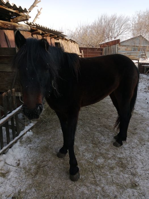 Продам лошадь 4 летка