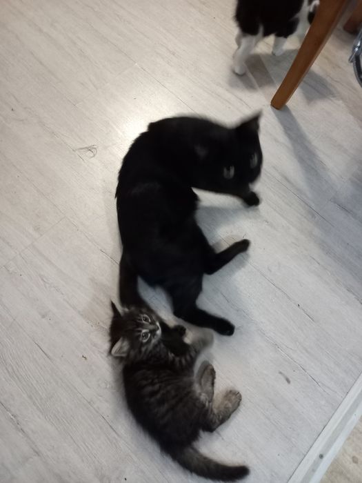Котята мальчики в добрые руки