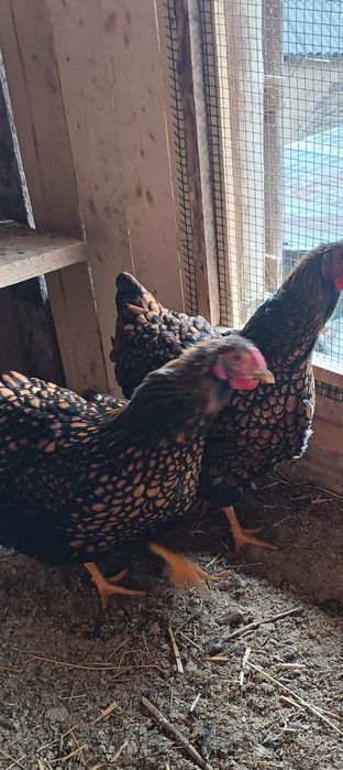 Vând oua incubat wiandotte gsg