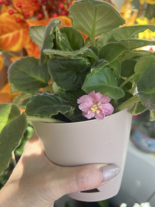 Продам фиалки , разные сорта , разного цвета