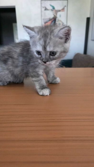 Котёнок  скотиш-страйт