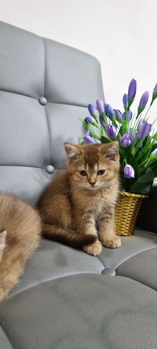 Sotilyapti Britanskiy zolataya shinshilla toza qon