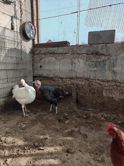 Продам две индюшки