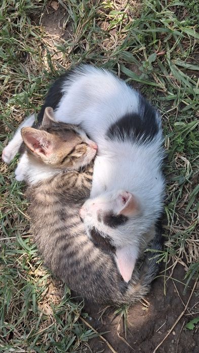 Pui de pisică, motănei de 2 luni și ceva spre adopție GRATIS, Năvodari