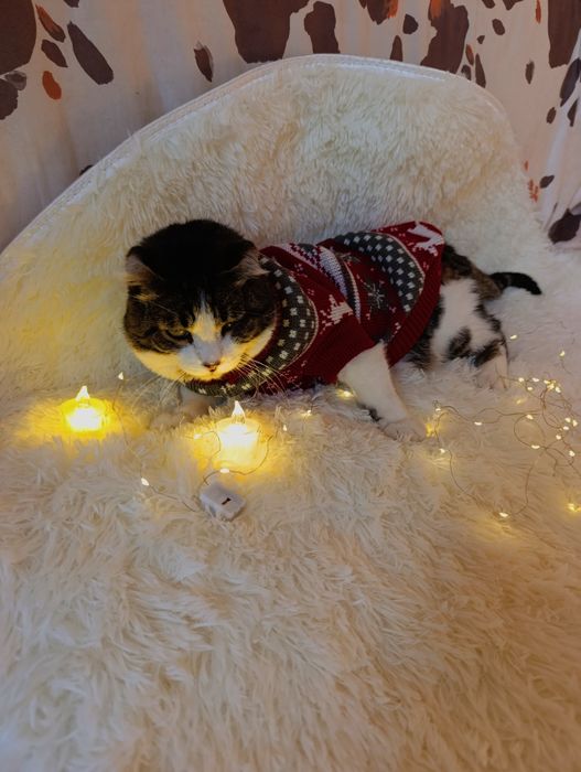 Кот котенок в добрые руки