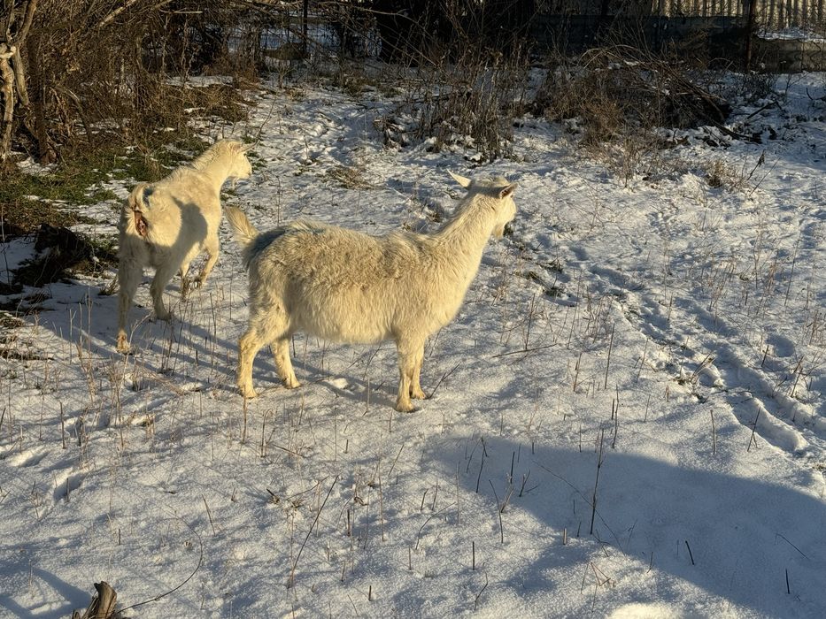 Продаю или вариант молочныйе коза