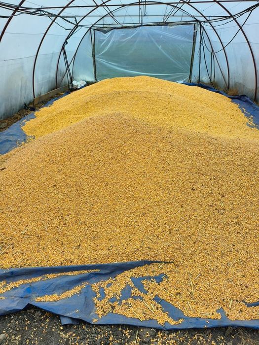 Vacă 11.500 lei- porumb 10 tone 1/kg