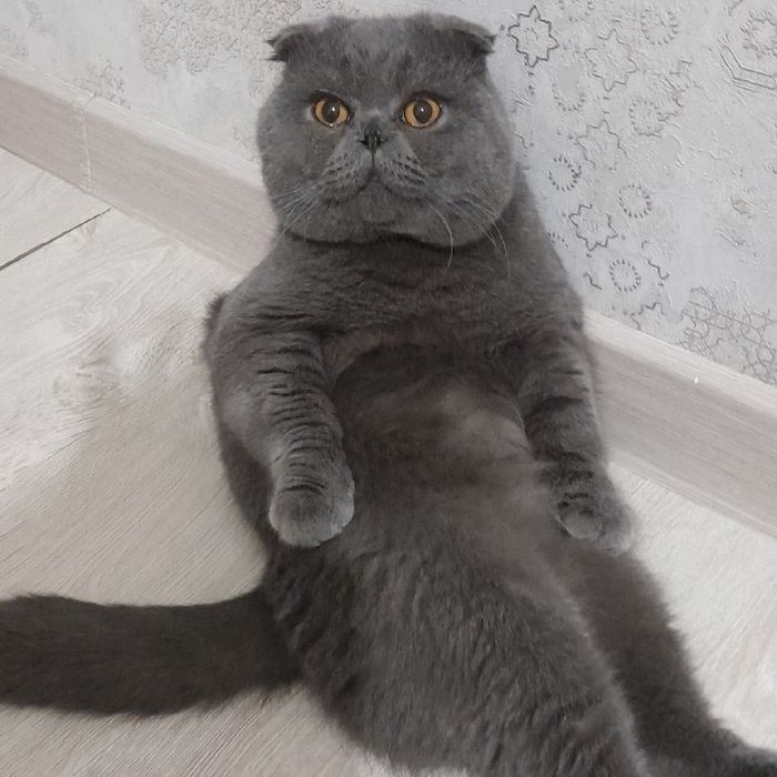 Вязка Скоттиш фолд