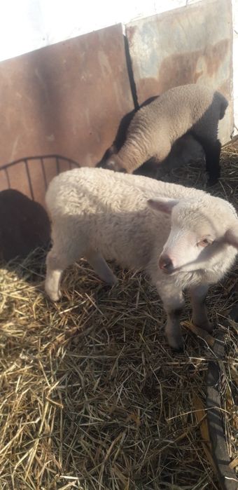 Vand sau schimb cu vitei  oi tinere pentru tinut.