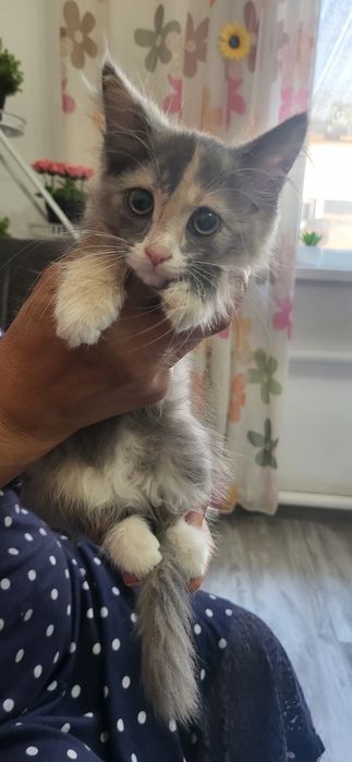 Отдам котят в хорошие руки