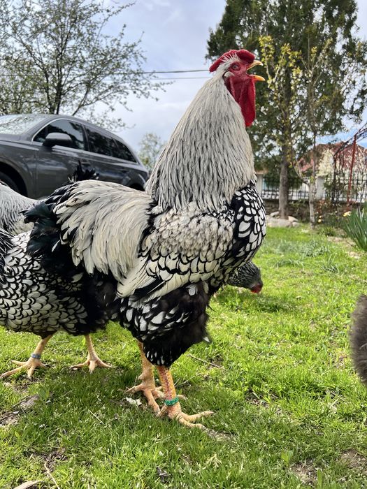 TOP Oua incubat Wyandotte Argintiu Trimit prin curier in toata tara