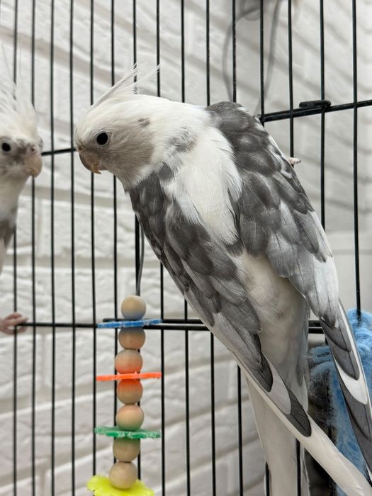 Пародистые Папугаи Корелла