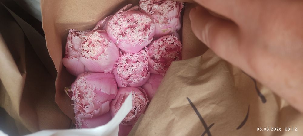 Тюльпаны, свежие с теплицы