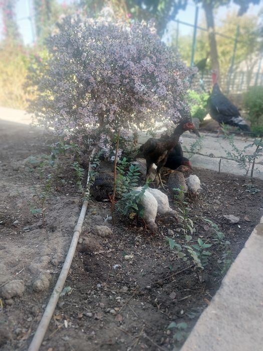 Продаётся  цесарки