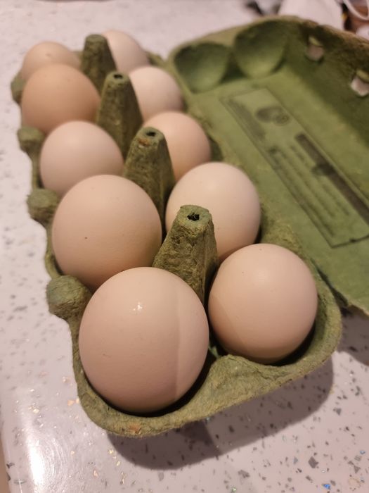 Oua incubat de gaina rasa italiana portelan