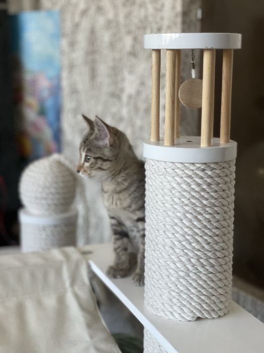 Котенок 2.5 месяца